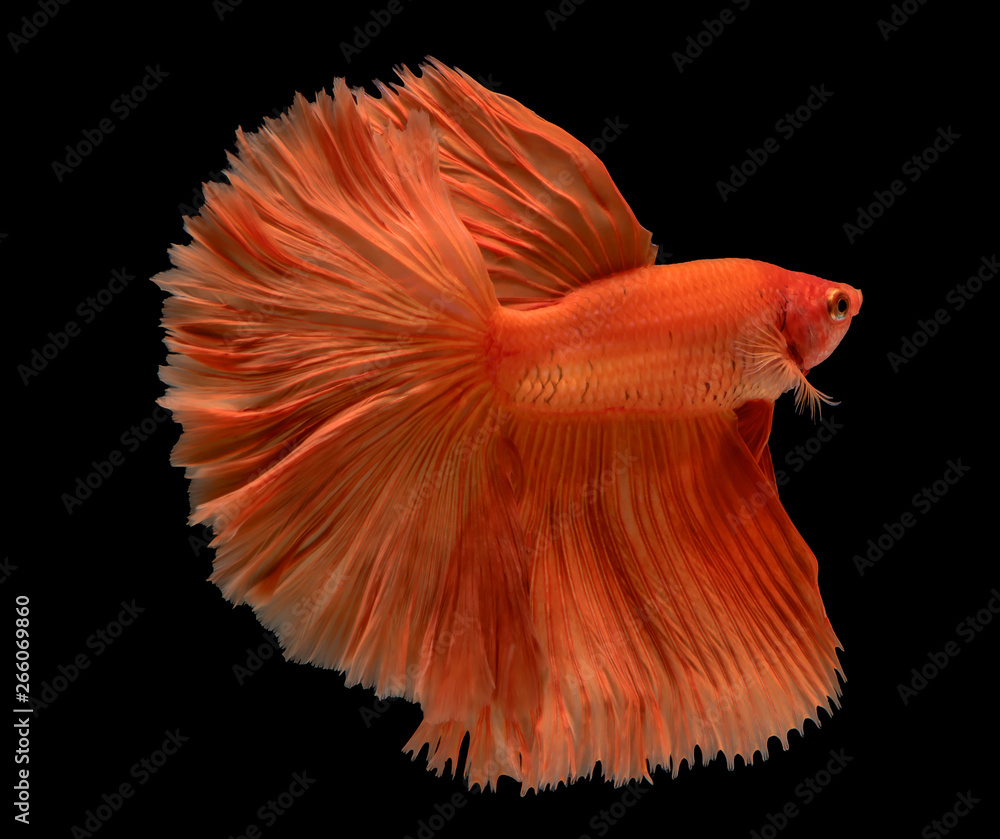 Betta fish, Pla-kad, biting fish, Thai popular aquarium fish isolated on black background Betta fish, Pla-kad, biting fish, Thai popular aquarium fish isolated on black background