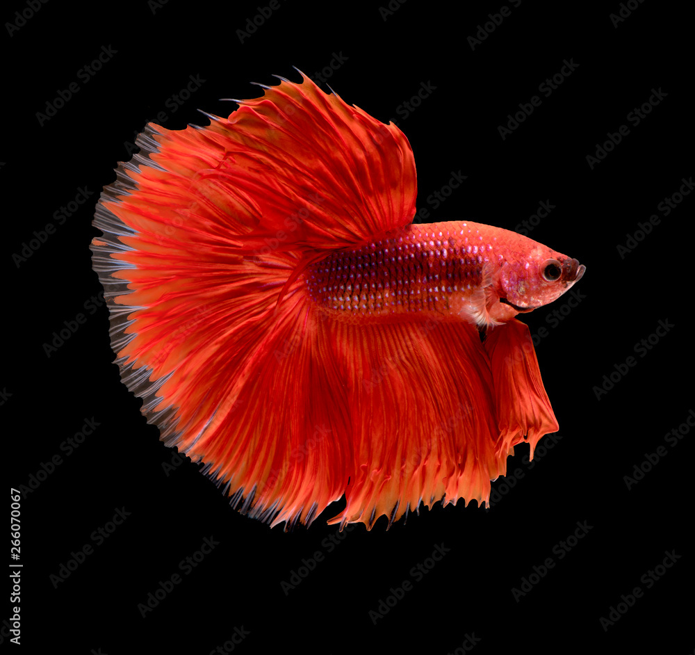 Betta fish, Pla-kad, biting fish, Thai popular aquarium fish isolated on black background Betta fish, Pla-kad, biting fish, Thai popular aquarium fish isolated on black background