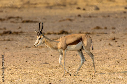 A springbok in the African savannah, Etosha Park in Namibia