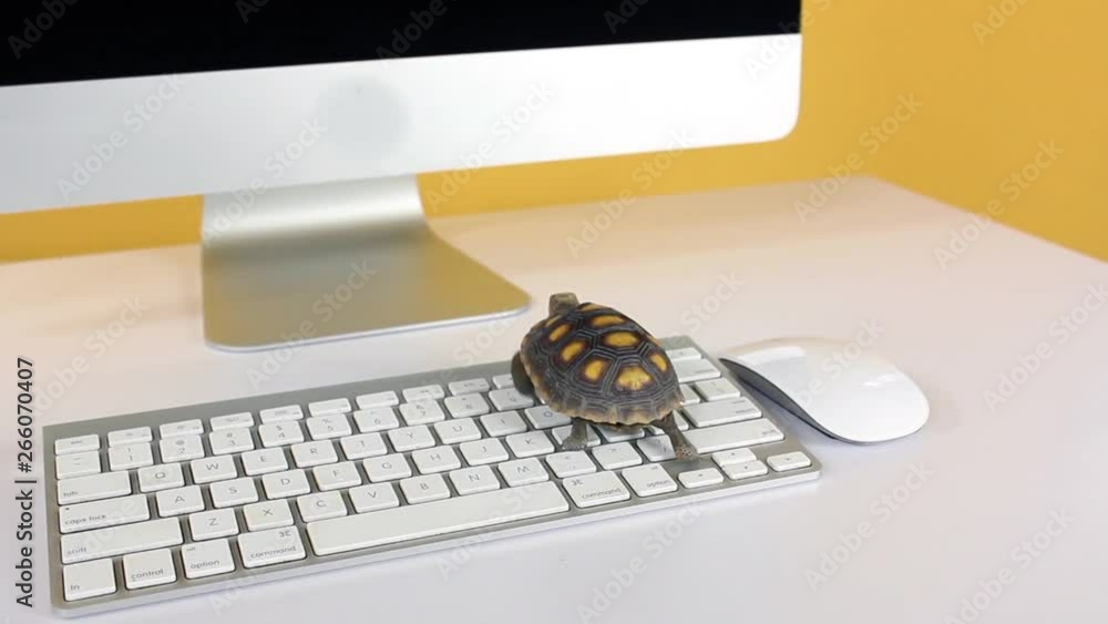 turtle on computer with keyboard and wireless mouse, slow