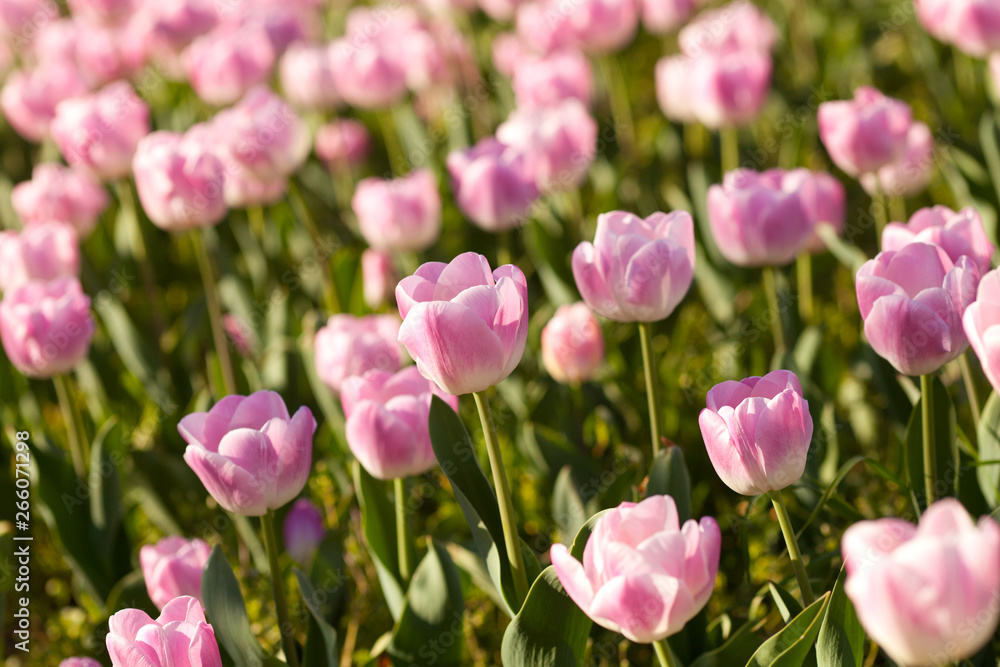 Fototapeta premium Blooming spring flowers tulips in the sunlight at park