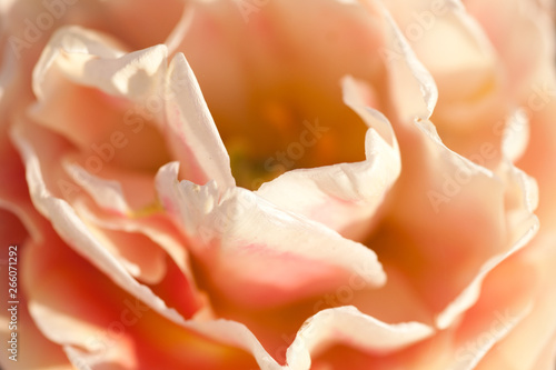 Wallpaper Mural Closeup beautiful flower background Torontodigital.ca