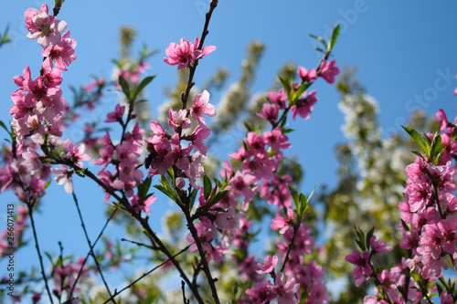 Beautiful Peach Blossom on nature background. Peach tree in early spring