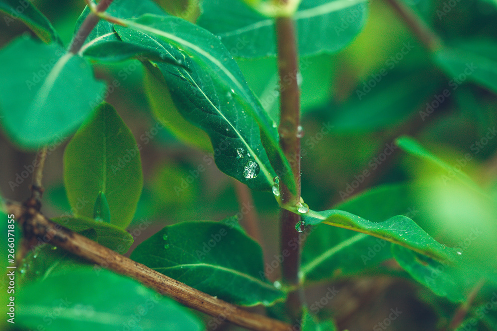 green leaves background rain drops green leaves background rain drops