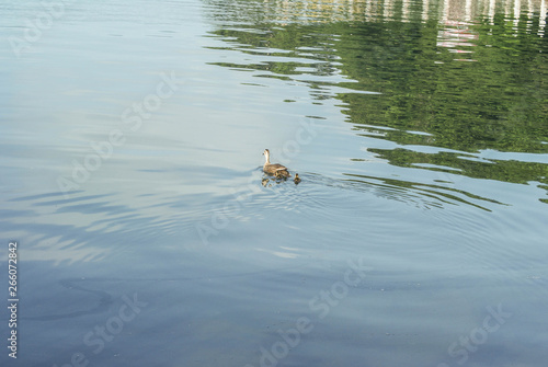 Duck and ripples in the lake.