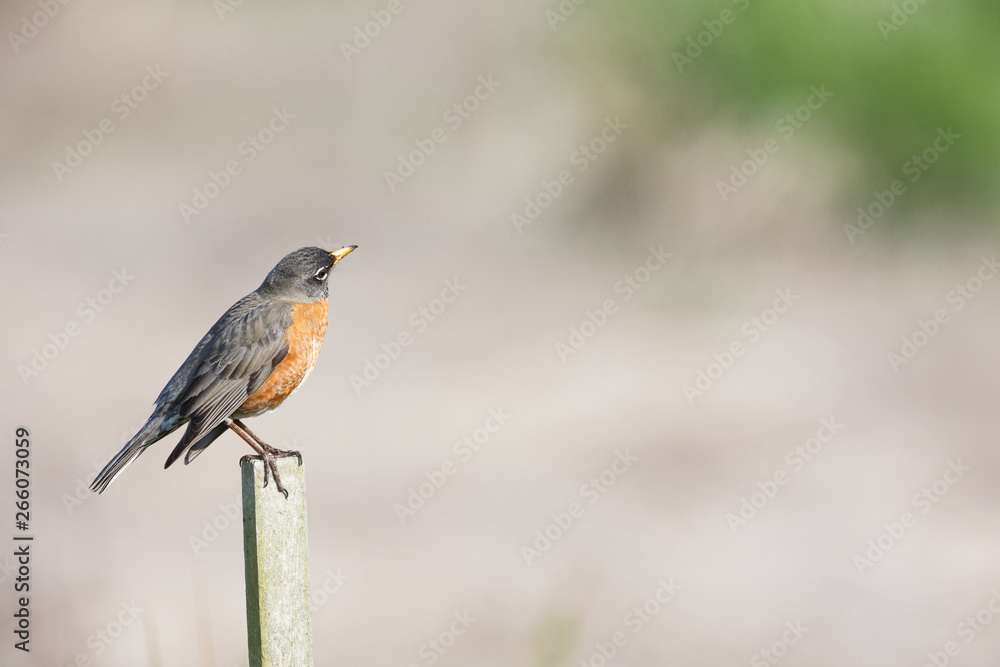 Fototapeta premium american robin bird