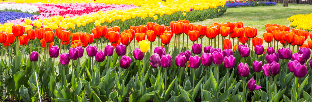 A beautiful plantation of tulips that will make millions of women happy. A beautiful plantation of tulips that will make millions of women happy.