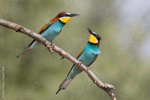 Una splendida coppia di Gruccione europeo (Merops apiaster)