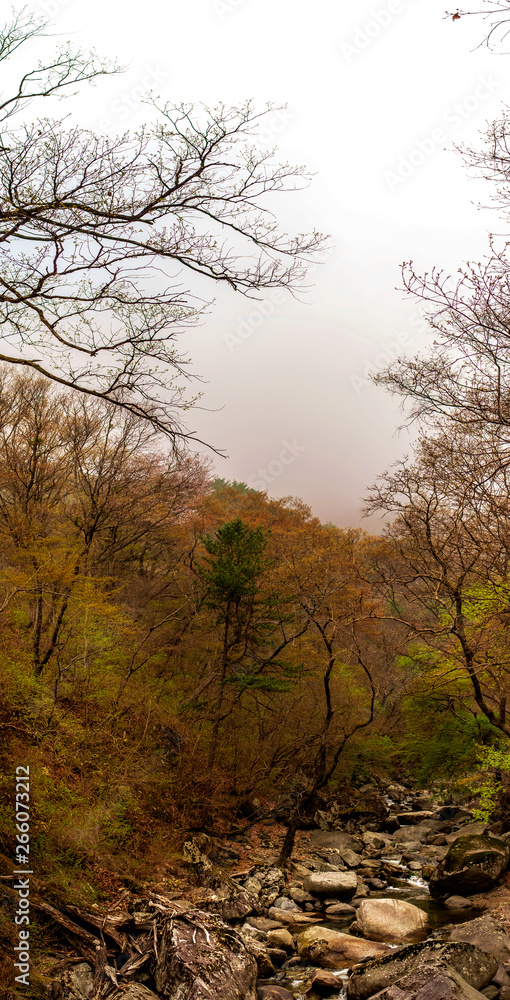 fog in the forest, Busan, South Korea