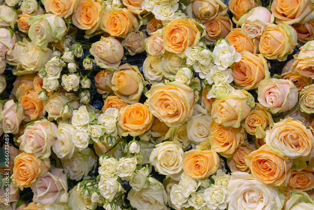 Carpet of beautiful cream-colored roses. Holiday backgrounds
