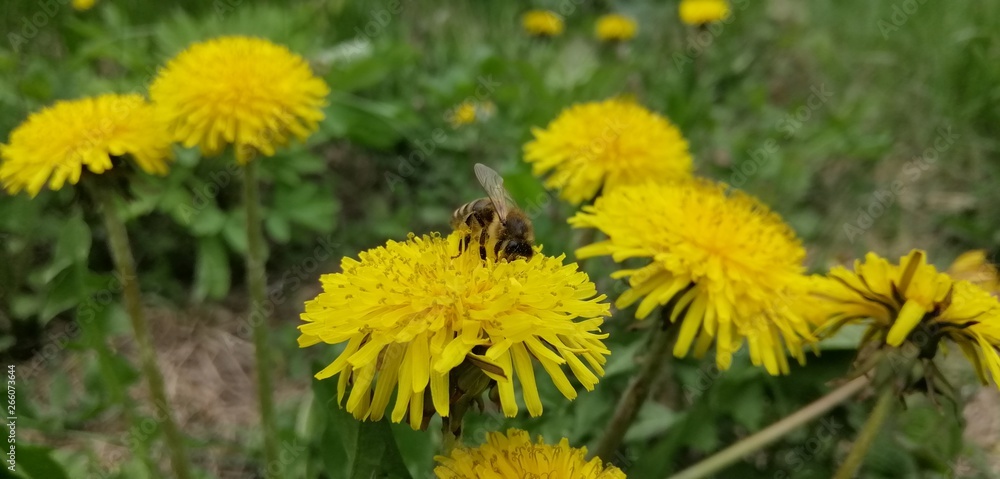 dandelions in a meadow dandelions in a meadow