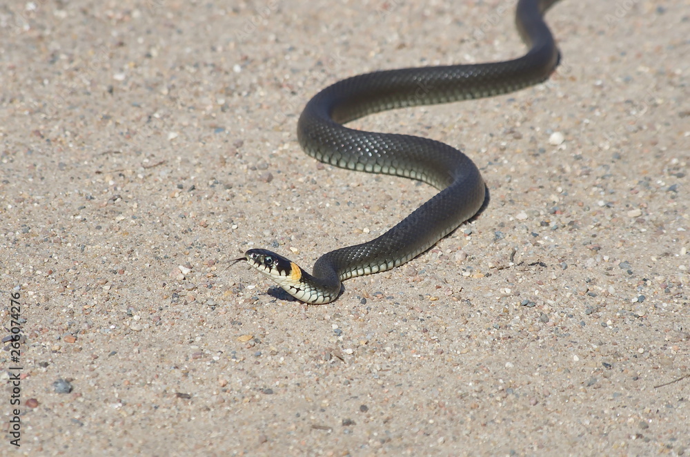European snake on a gravel road in the woods. Natrix Natrix. European snake on a gravel road in the woods. Natrix Natrix.