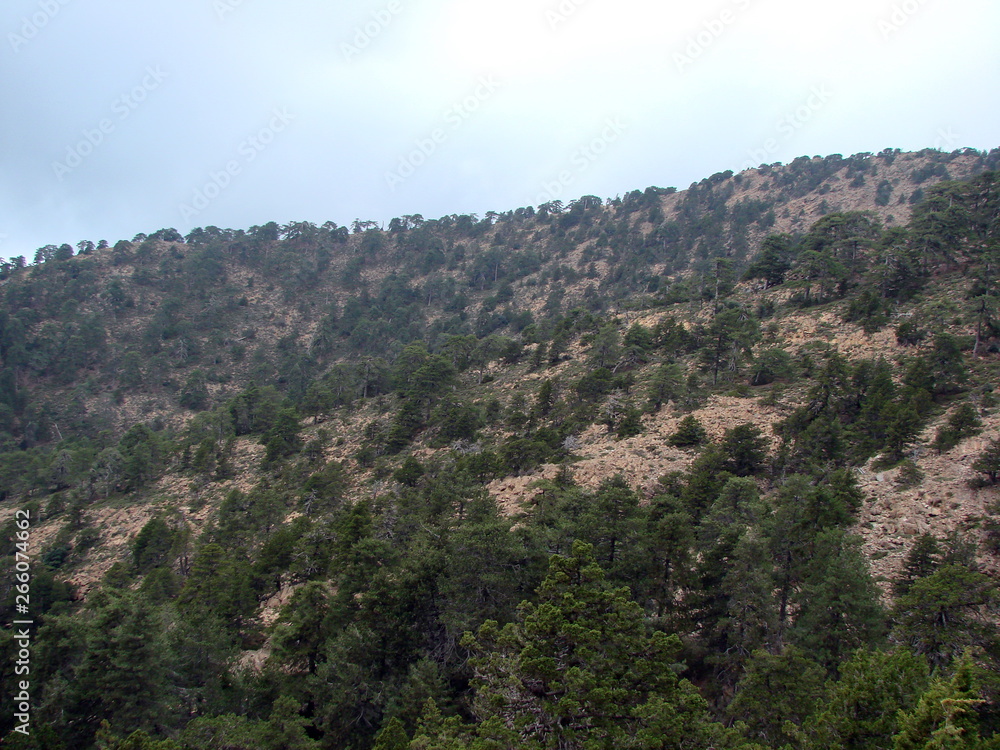 Panorama of green high mountain forest on a rocky slope of a mountain range on the background of a cloudy blue sky.