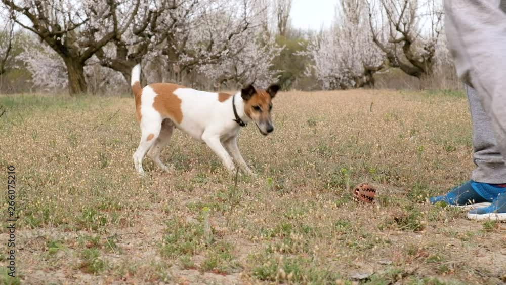 Playful Smooth Fox Terrier, happy and waiting for a ball. Dog play with a small ball. Spring time. Playful Smooth Fox Terrier, happy and waiting for a ball. Dog play with a small ball. Spring time.