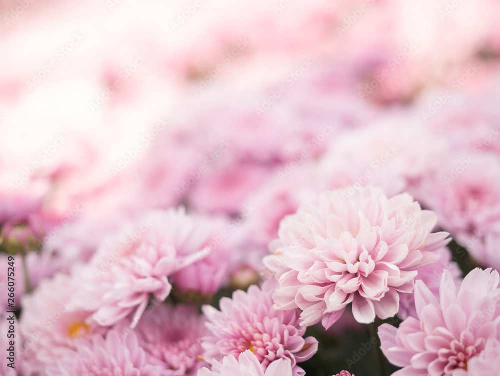Beautiful pink blooming chrysanthemum flowers with a blurred background