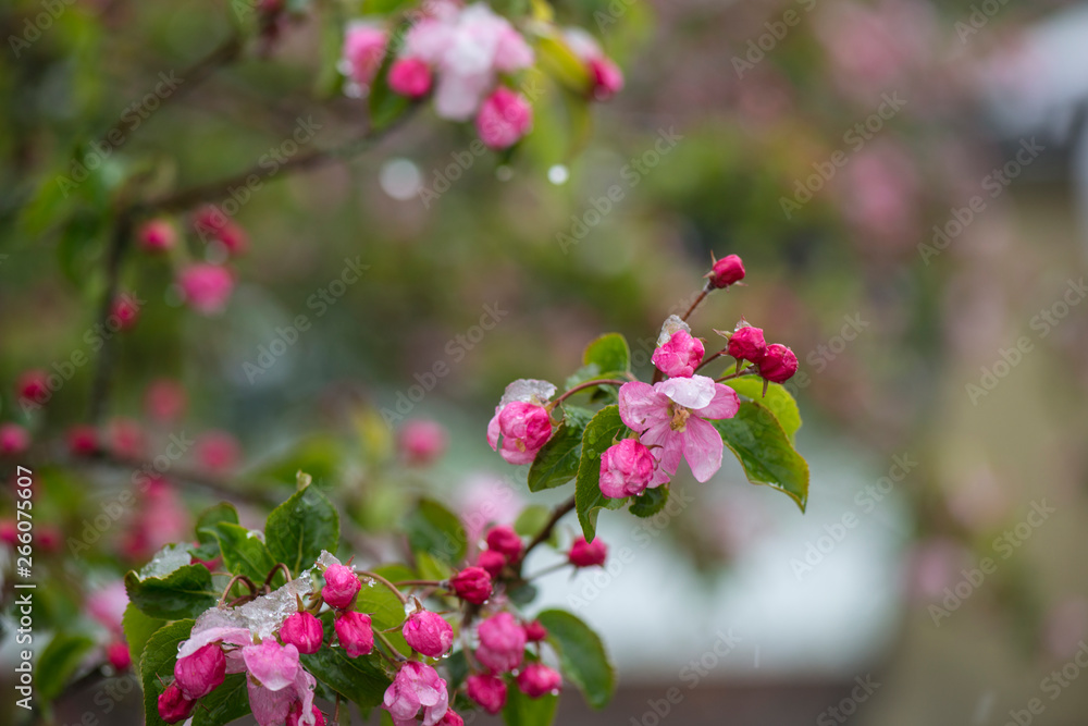 snow in spring on flowers and fruit trees nature unusually rare garden beautiful snow in spring on flowers and fruit trees nature unusually rare garden beautiful