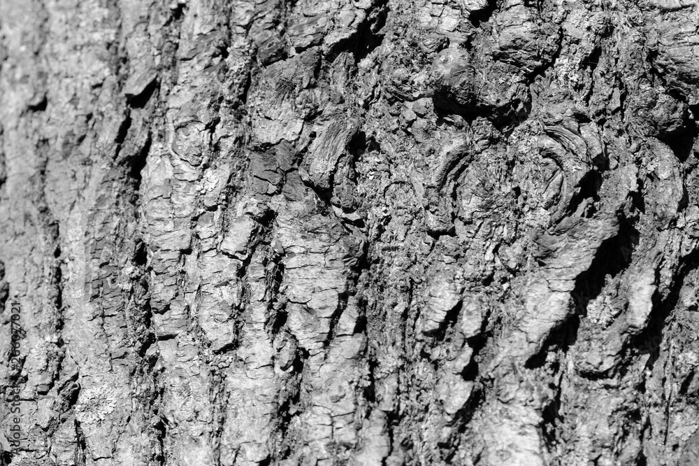 Tree bark texture close up. Natural background black and white Tree bark texture close up. Natural background black and white