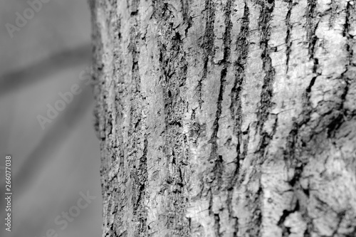 Tree bark texture close up. Natural background black and white