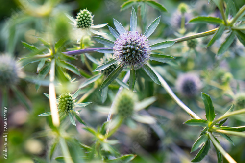 Queen Elizabeth Park Sea Holly