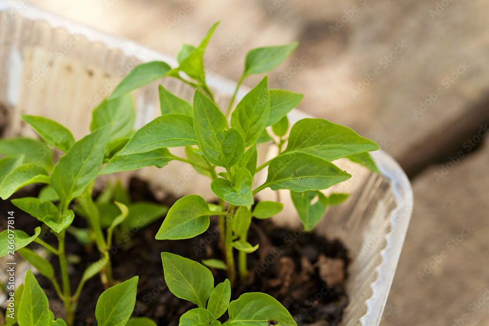 seedlings of tomatoes on garden outdoor seedlings of tomatoes on garden outdoor