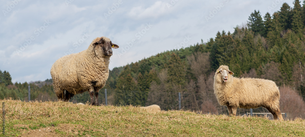 Obraz premium Schafe auf einer Weide