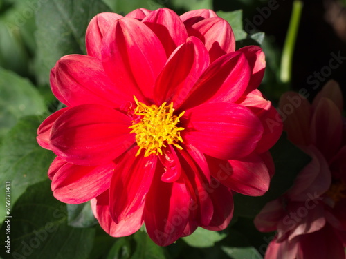 red cosmos flower