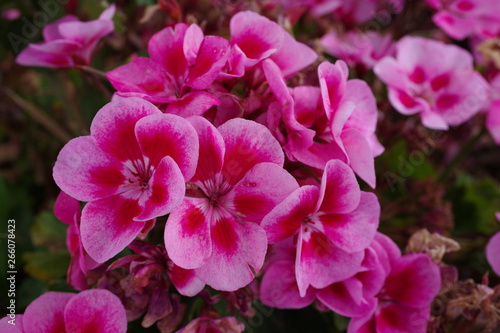 pink geranium flower © Yebeka