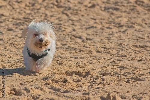 White Maltese dog running on the beach. © Anett