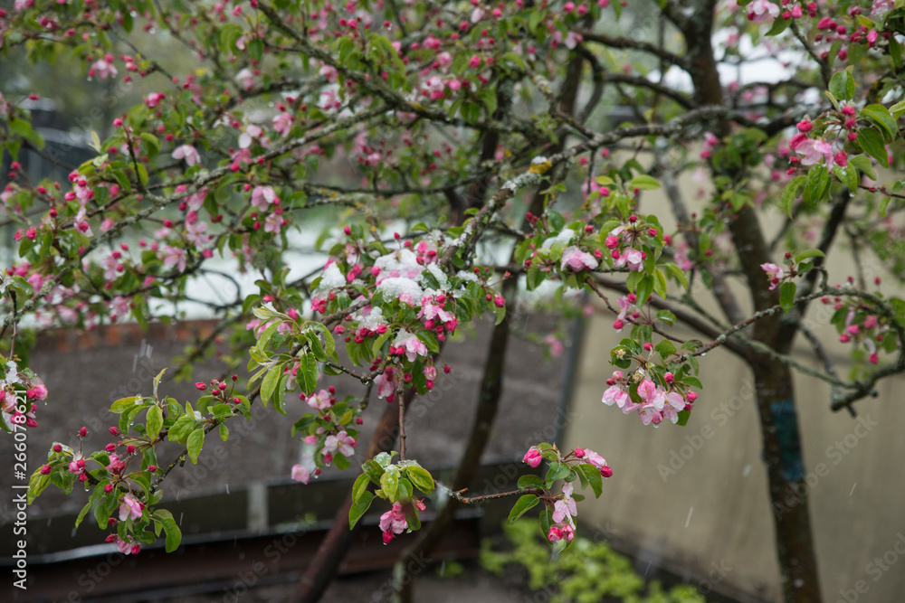 snow in spring on flowers and fruit trees nature unusually rare garden beautiful snow in spring on flowers and fruit trees nature unusually rare garden beautiful