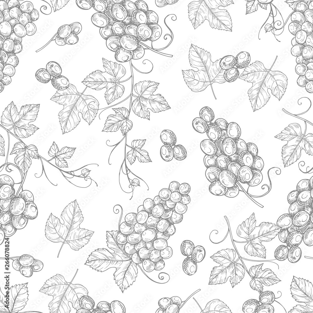 Fototapeta Szkic tekstura tło wektor wzór winogron. Ilustracja bezszwowego wzoru rocznika gałąź winogron, tapeta rysunek owoc