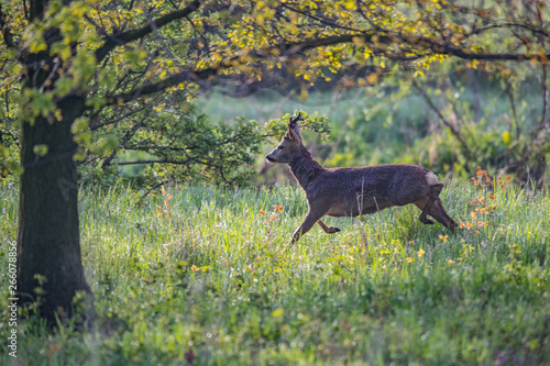Fototapeta Naklejka Na Ścianę i Meble -  Koziołek
