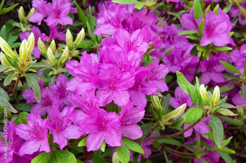 公園の花