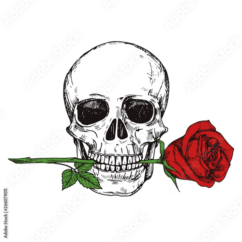 Hand drawn happy human skull with red rose - sketched skull printable vector illustration. Skull human and sketch red flower