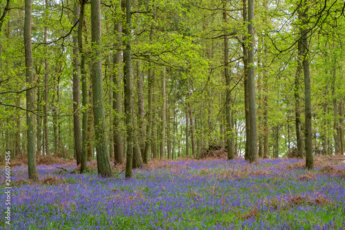 Bluebell Wood, a typical woodland scene in the English countryside in Spring.