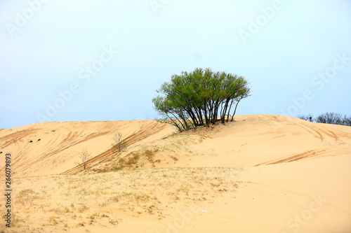 Desert scenery