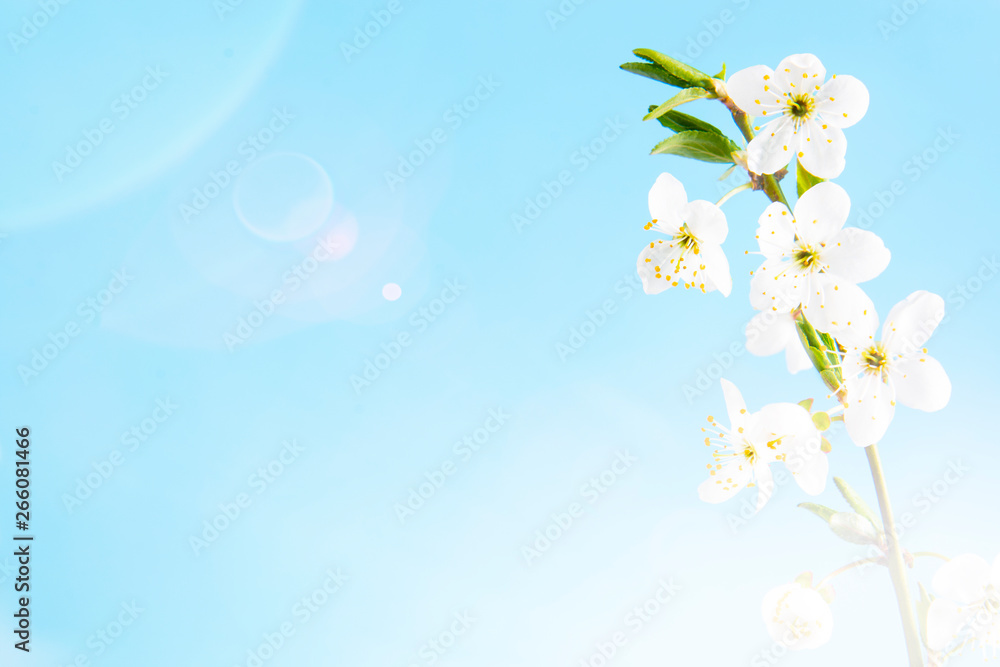 Beautiful delicate spring twigs with white flowers on a blue background. View from above. The flat lay with space for text. Card with delicate flowers Pink floral background Beautiful delicate spring twigs with white flowers on a blue background. View from above. The flat lay with space for text. Card with delicate flowers Pink floral background