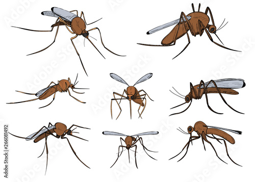  isolated, insect, mosquito, pest set