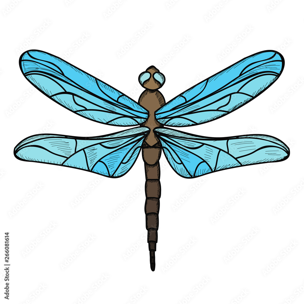 isolated, insect, dragonfly with lines, flies isolated, insect, dragonfly with lines, flies