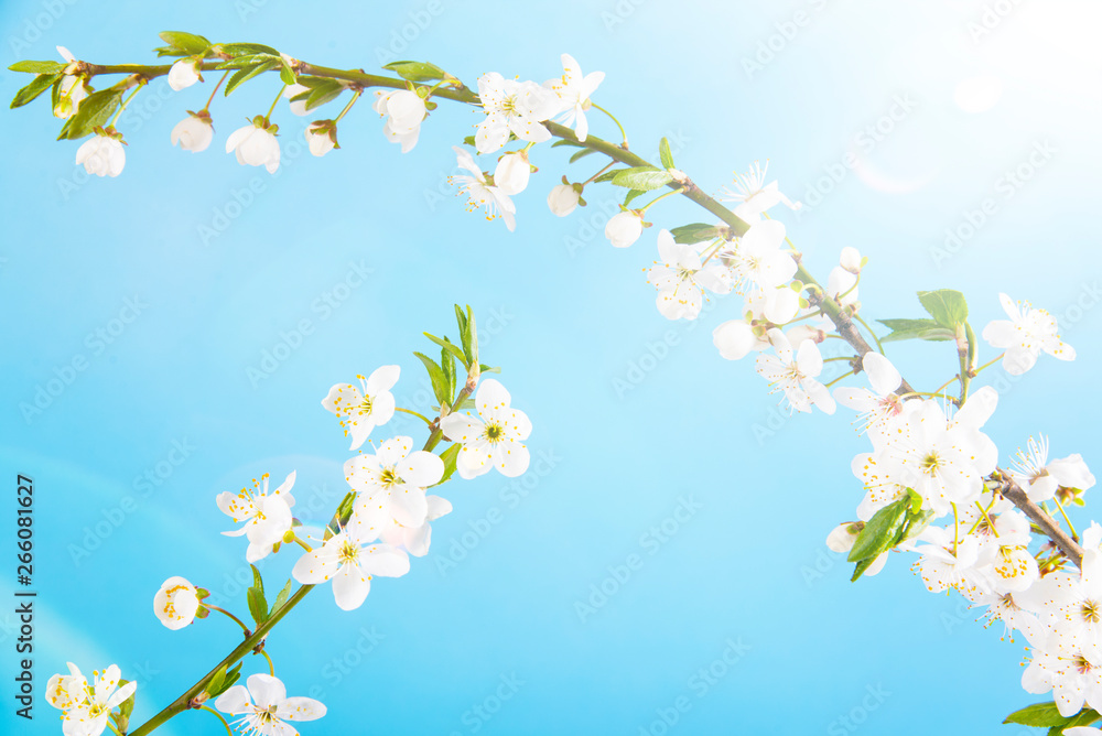 Beautiful delicate spring twigs with white flowers on a blue background. View from above. The flat lay with space for text. Card with delicate flowers Pink floral background