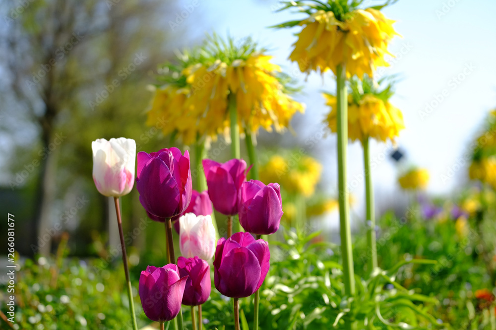 Kaiserkrone mit Tulpen
