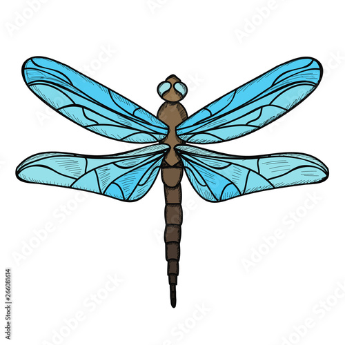  isolated, insect, dragonfly with lines, flies