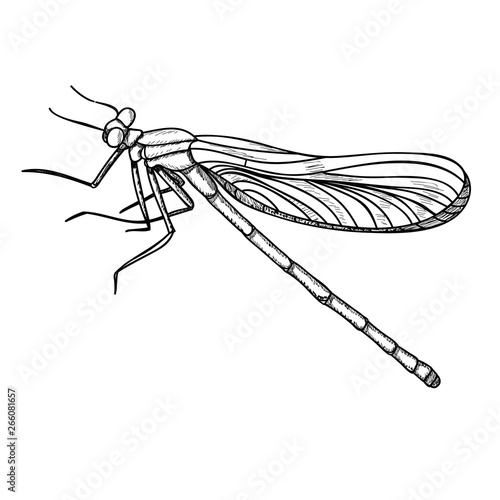 vector, isolated, insect, dragonfly sketch and lines, on white background