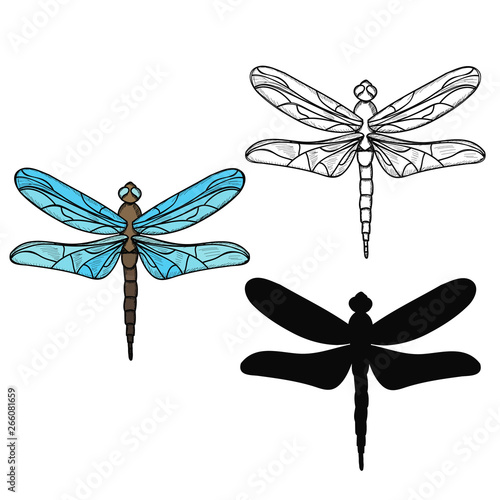 vector, isolated, insect, dragonfly with silhouette and sketch, icon