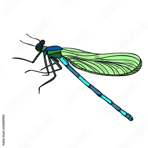 vector, isolated, insect, dragonfly with lines