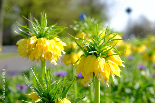  Kaiserkrone - Fritillaria imperialis