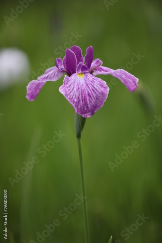花菖蒲のアップ　花菖蒲　満開の花ショウブ