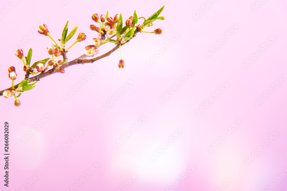 Fototapeta premium Beautiful gentle spring twigs with white flowers on a pink background top view flat lay with space for text. Greeting card with delicate flowers Pink floral background