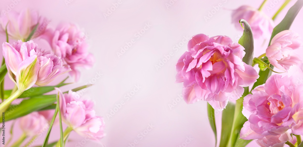 Pink peony tulip flowers on pink background.