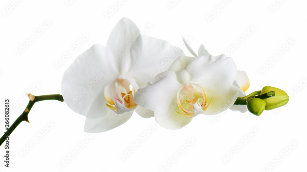 Orchid isolated on white background. Orchid isolated on white background.