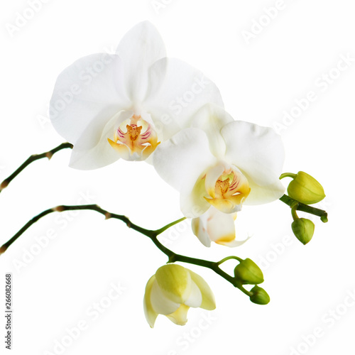 Orchid isolated on white background. © GLandStudio